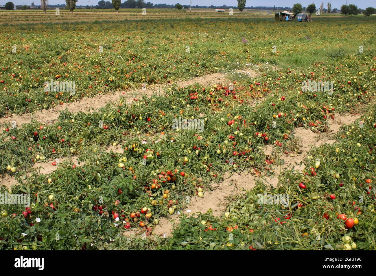 Tomaten landwirtschaftlichen Feldern in Italien Stockfotografie - Alamy