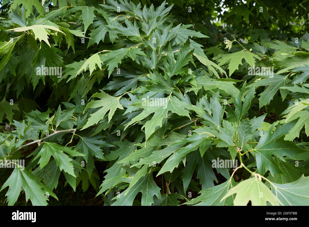 Frische Blätter des Platanus orientalis-Baumes Stockfoto