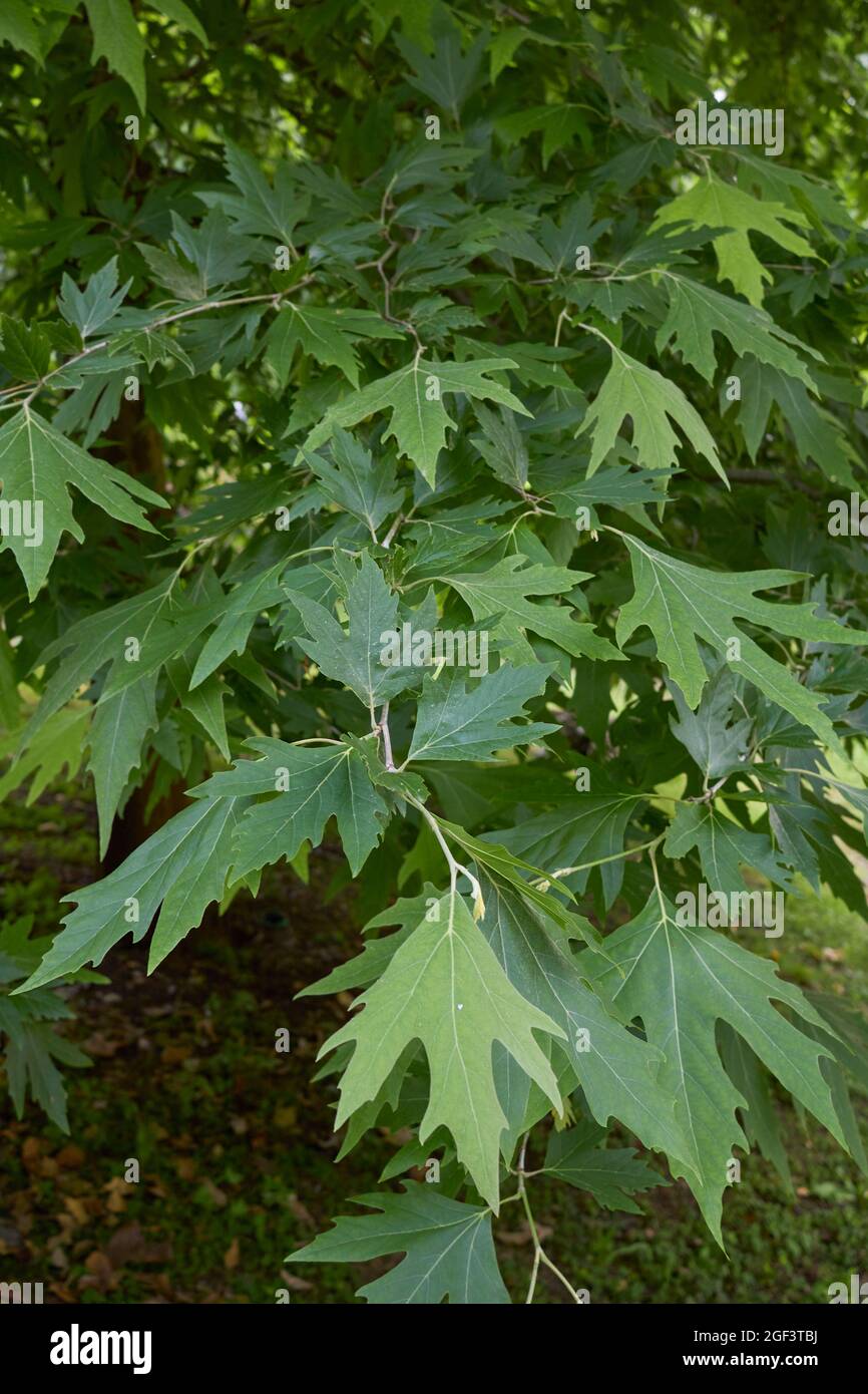 Frische Blätter des Platanus orientalis-Baumes Stockfoto