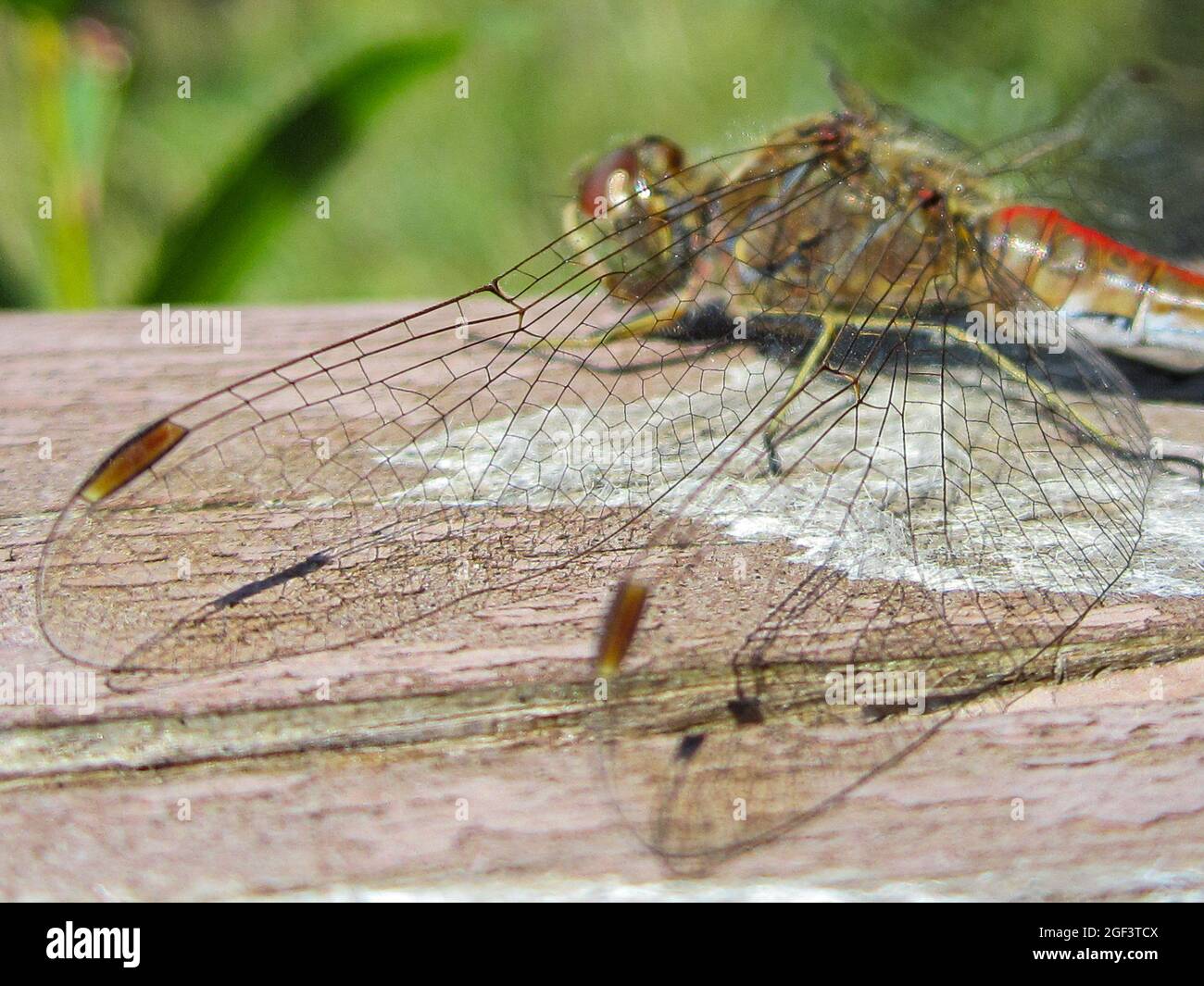 Nahaufnahme von transparenten Libellenflügeln über einem Holzgeländer. Konzentrieren Sie sich auf die Flügel. Selektiver Fokus. Stockfoto