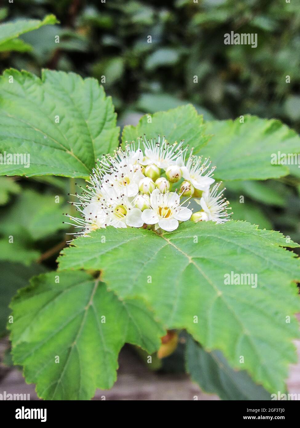 Blühender Physocarpus Opulifolius beginnt im grünen Laub zu blühen. Sommersaison. Stockfoto