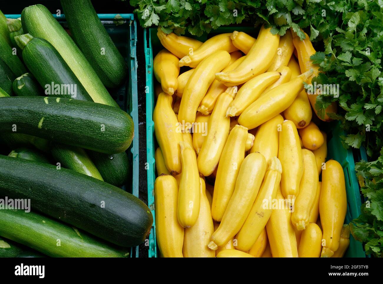Frisch geerntetes Bio-Gemüse: Gelbe und grüne Zucchini und Koriander Stockfoto