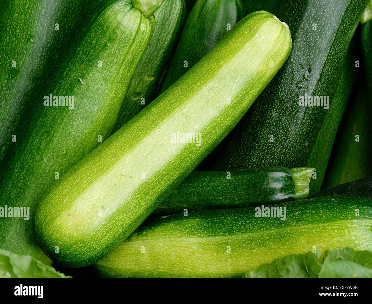 Frisch geerntetes Bio-Gemüse : Grüne Zucchini Stockfoto