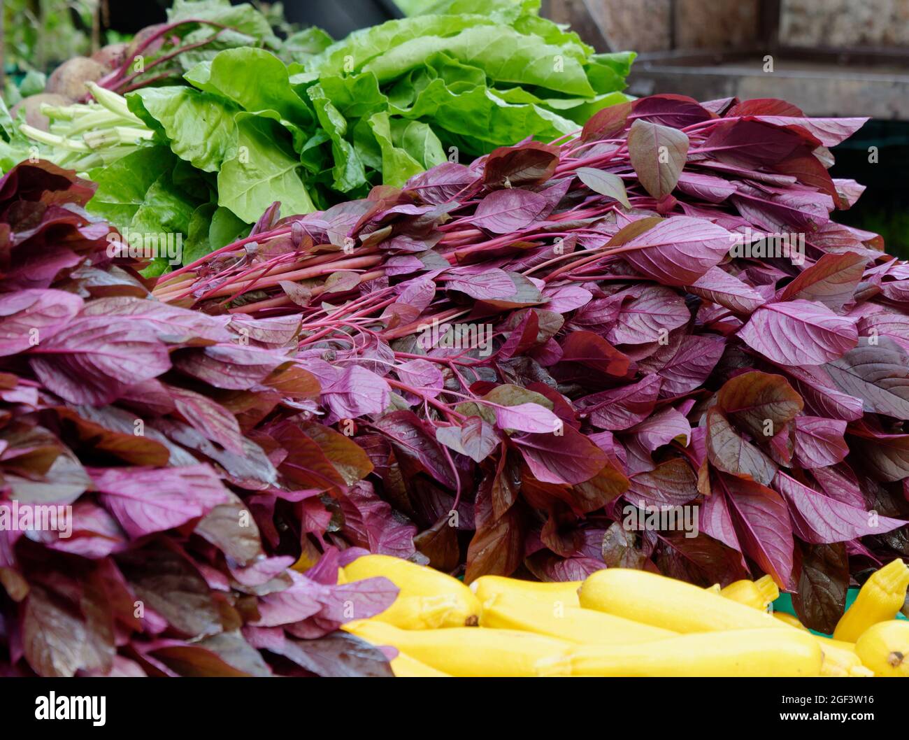 Frisch geerntetes Bio-Gemüse: Roter Amaranth, Mangold, gelbe Zucchini und Rote Beete Stockfoto