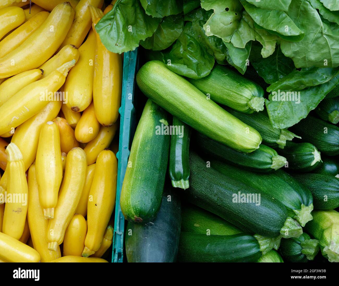 Frisch geerntetes Bio-Gemüse in Kunststoffkisten. Stockfoto