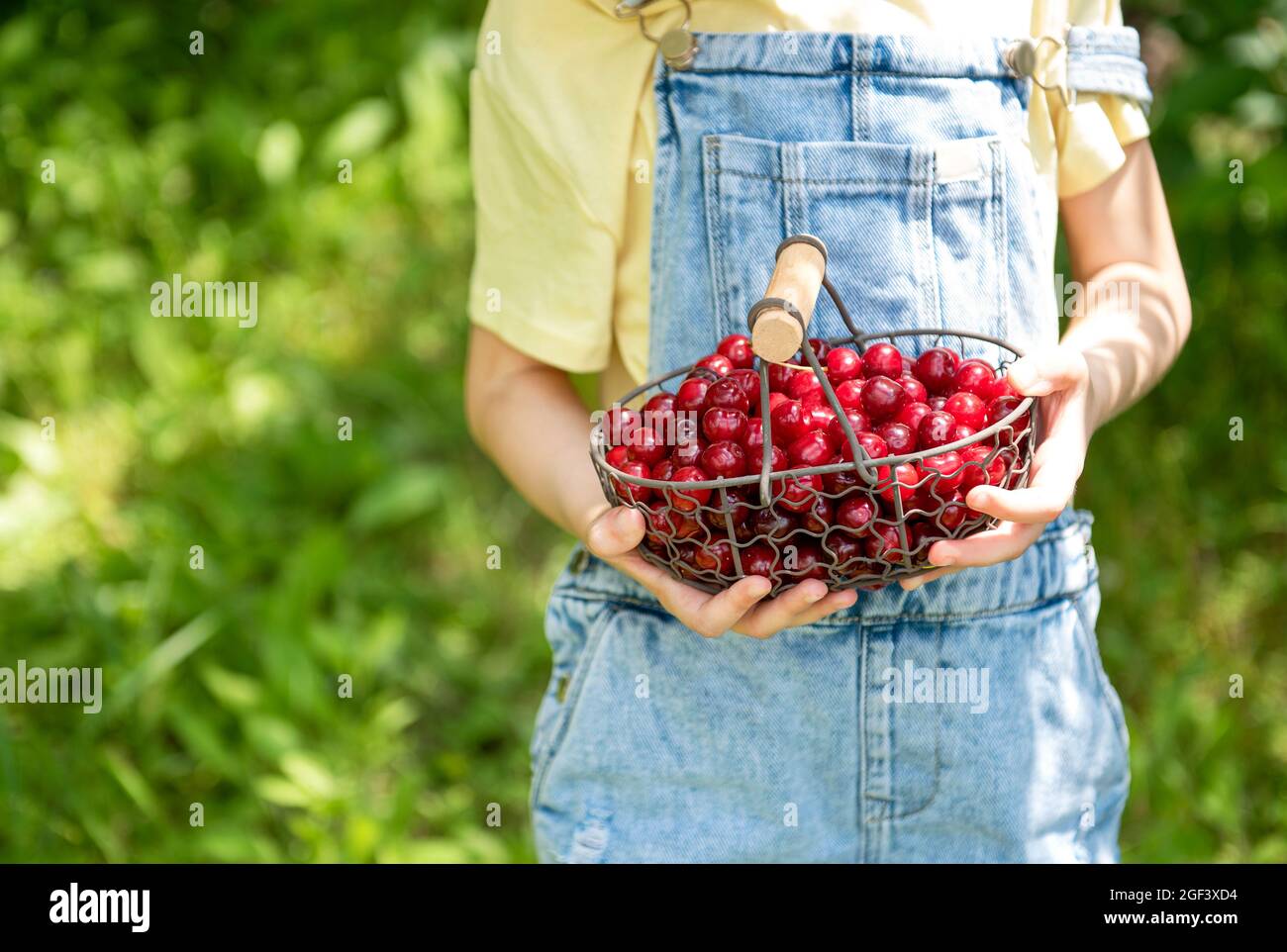 Nettes kleines Mädchen pflückt eine Kirsche aus einem Baum im Kirschgarten  Stockfotografie - Alamy