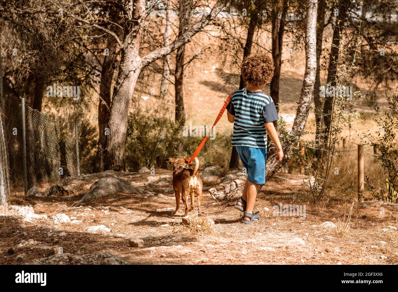 Junge und Welpe gehen im Wald, führen den Hund an der Leine, von hinten  gesehen an einem sonnigen Tag Stockfotografie - Alamy
