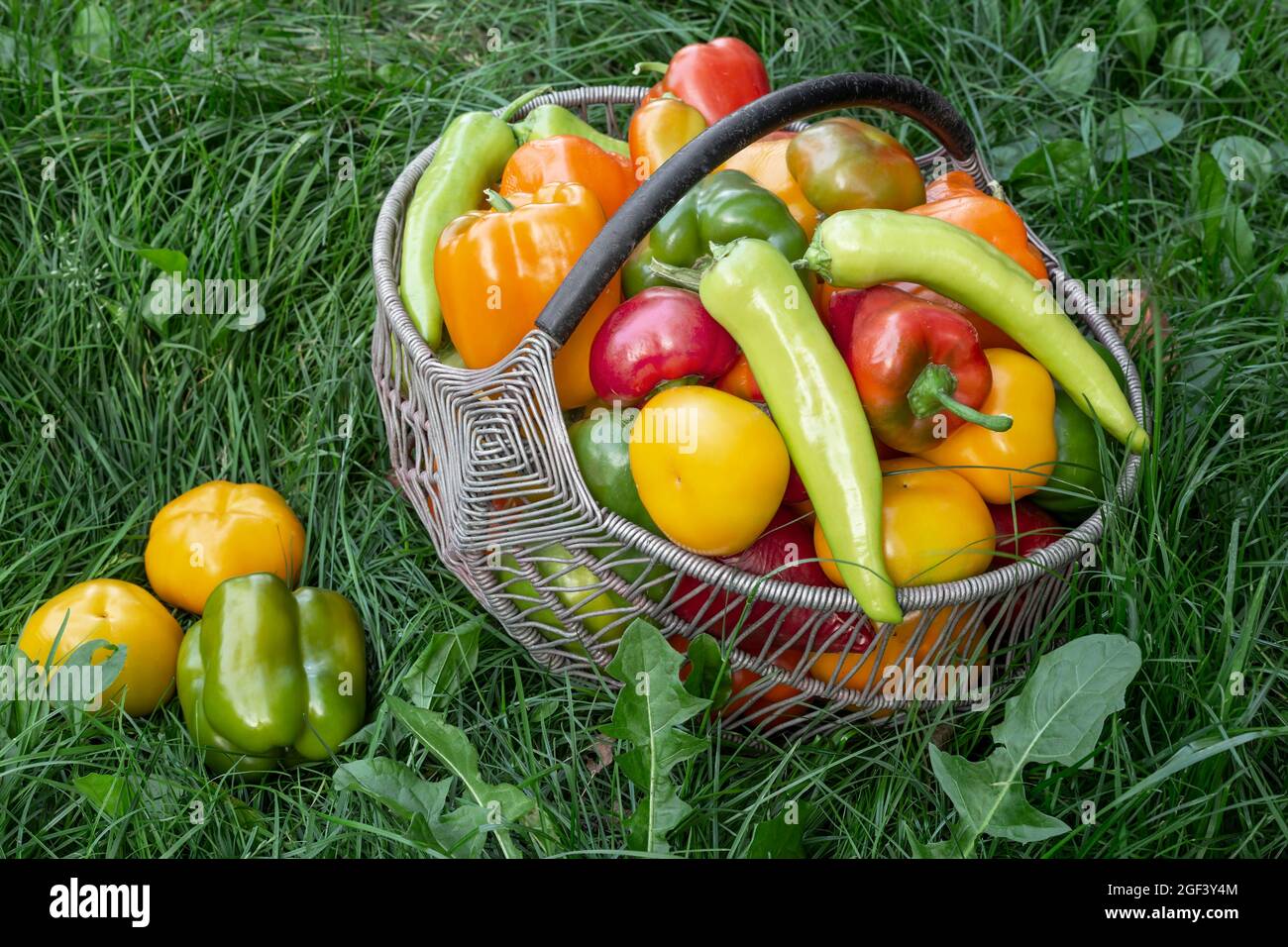 Bulgarische Pfefferfrüchte in einem Korb auf dem Gras. Stockfoto