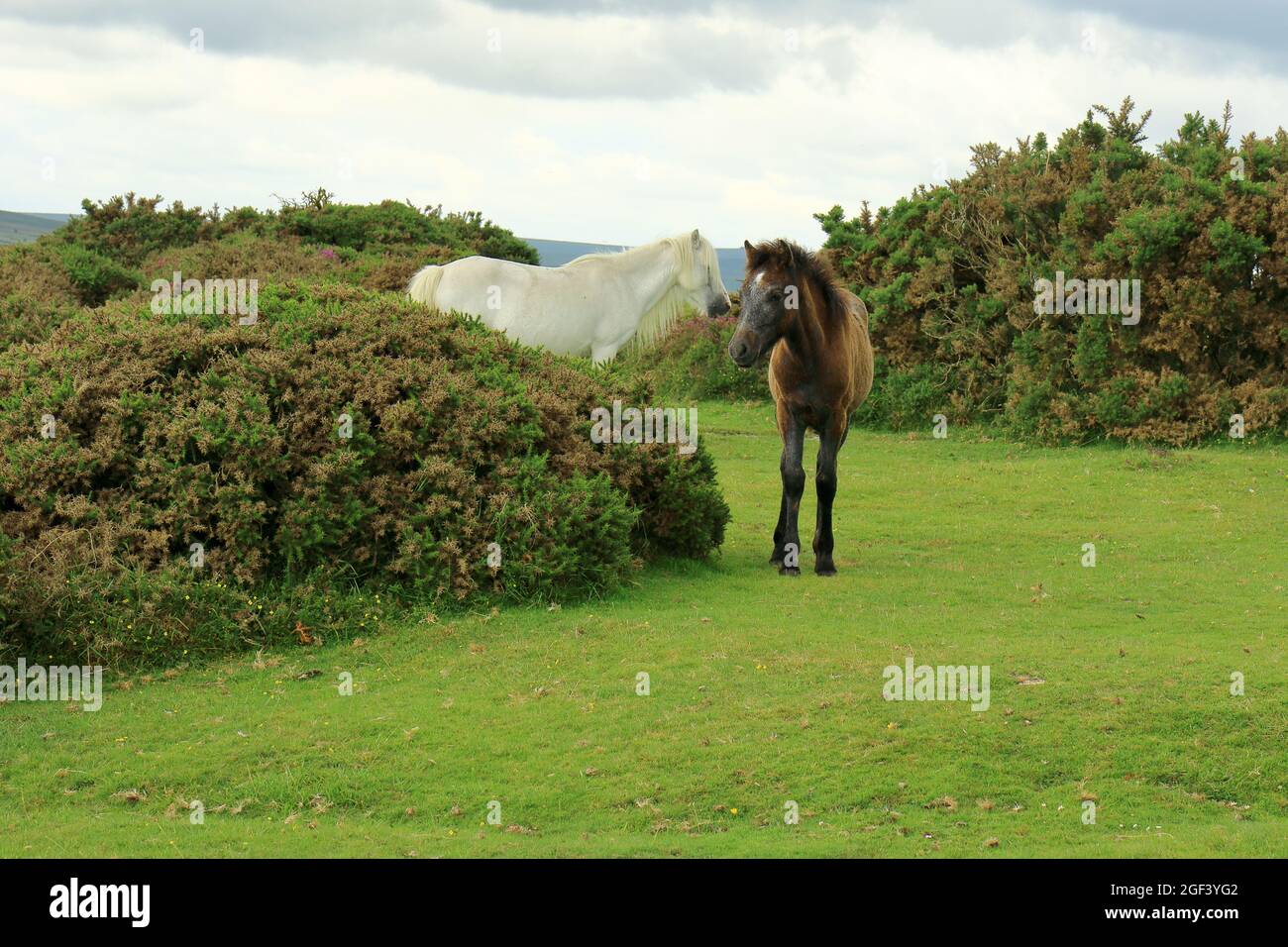 Zwei Ponys in der Dartmoor-Landschaft Stockfoto