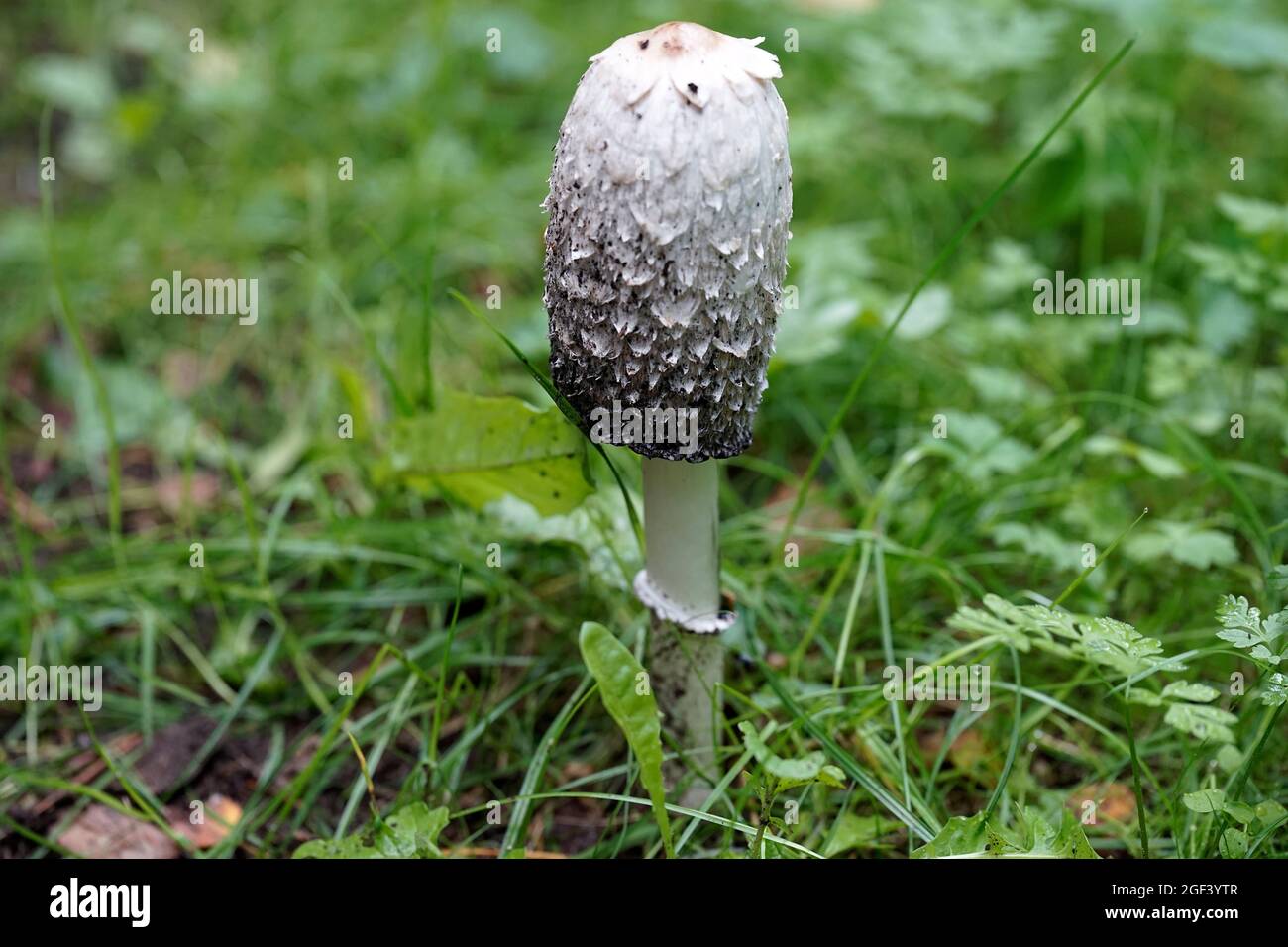Coprinus comatus, die zottelige Tintenkappe, die Anwaltsperücke oder zottelige Mähne, ist der Name dieses Pilzes. Stockfoto