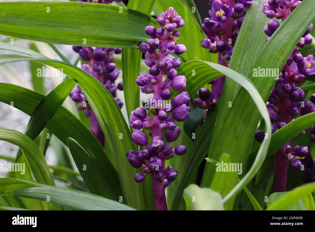 Nahehaltige vom Blütenstand einer blauvioletten Lilientraube Stockfoto