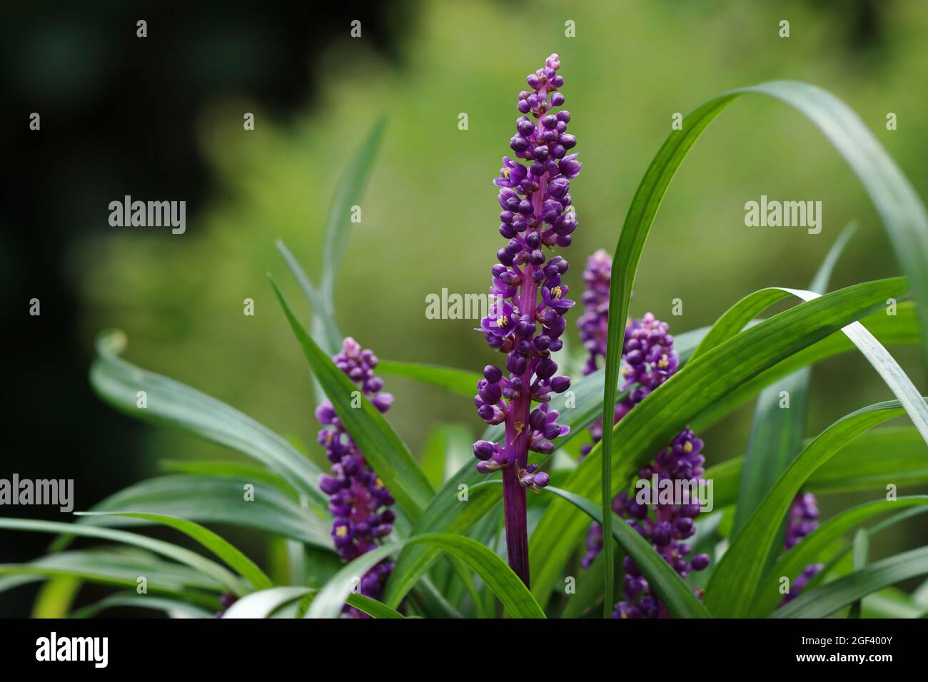 Nahaufnahme von Liriope muscari vor unscharfem natürlichen Hintergrund Stockfoto