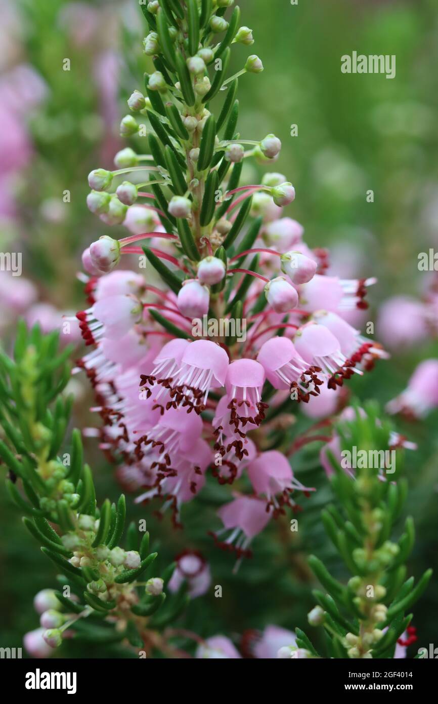 Nahaufnahme der glockenförmigen Blüten der Cornwall-Heide Stockfoto