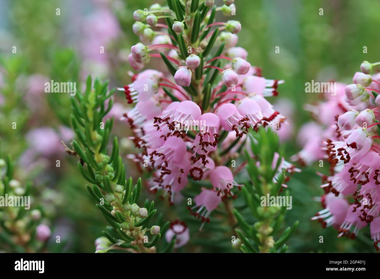 Nahaufnahme der glockenförmigen rosa Blüten von erica vagans ´sumertime´ Stockfoto