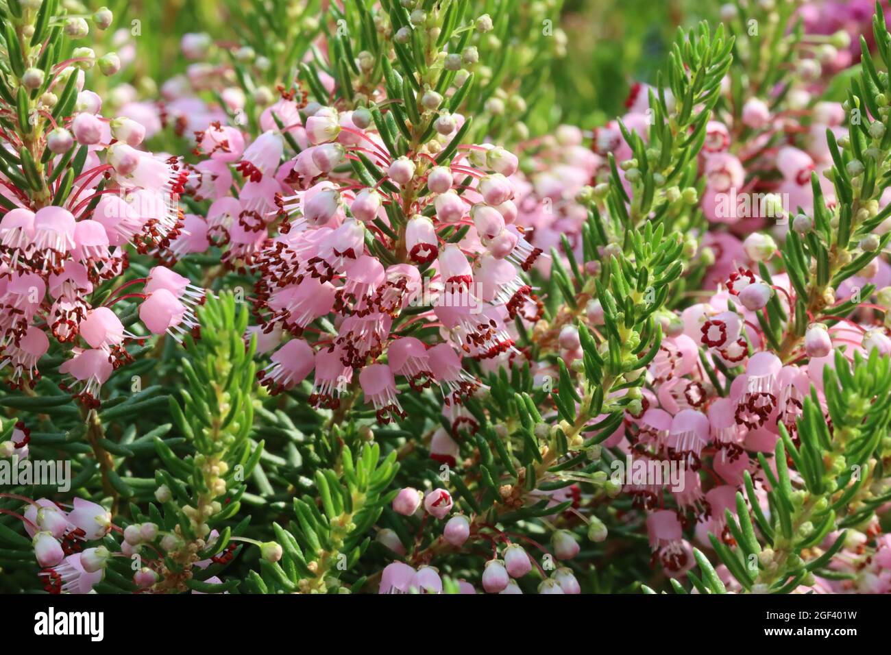 Nahaufnahme der glockenförmigen rosa Blüten von erica vagans ´sumertime´ Stockfoto
