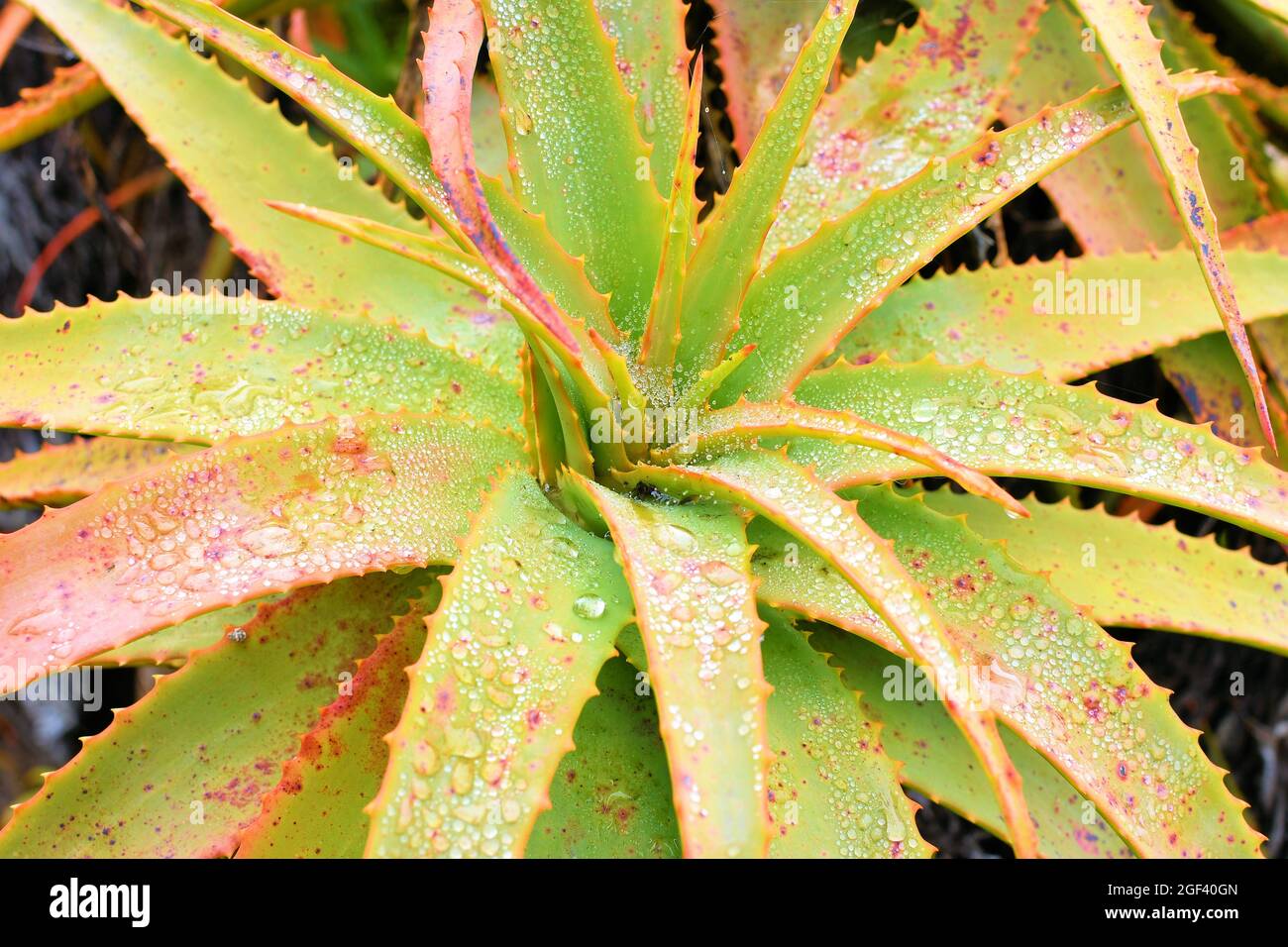 Aloe arborescens, krantz Aloe oder Candelabra Aloe; ausdauernde Sukulente; San Francisco, Kalifornien; mit Morgentautropfen oder tröpfchendem Wasser. Stockfoto