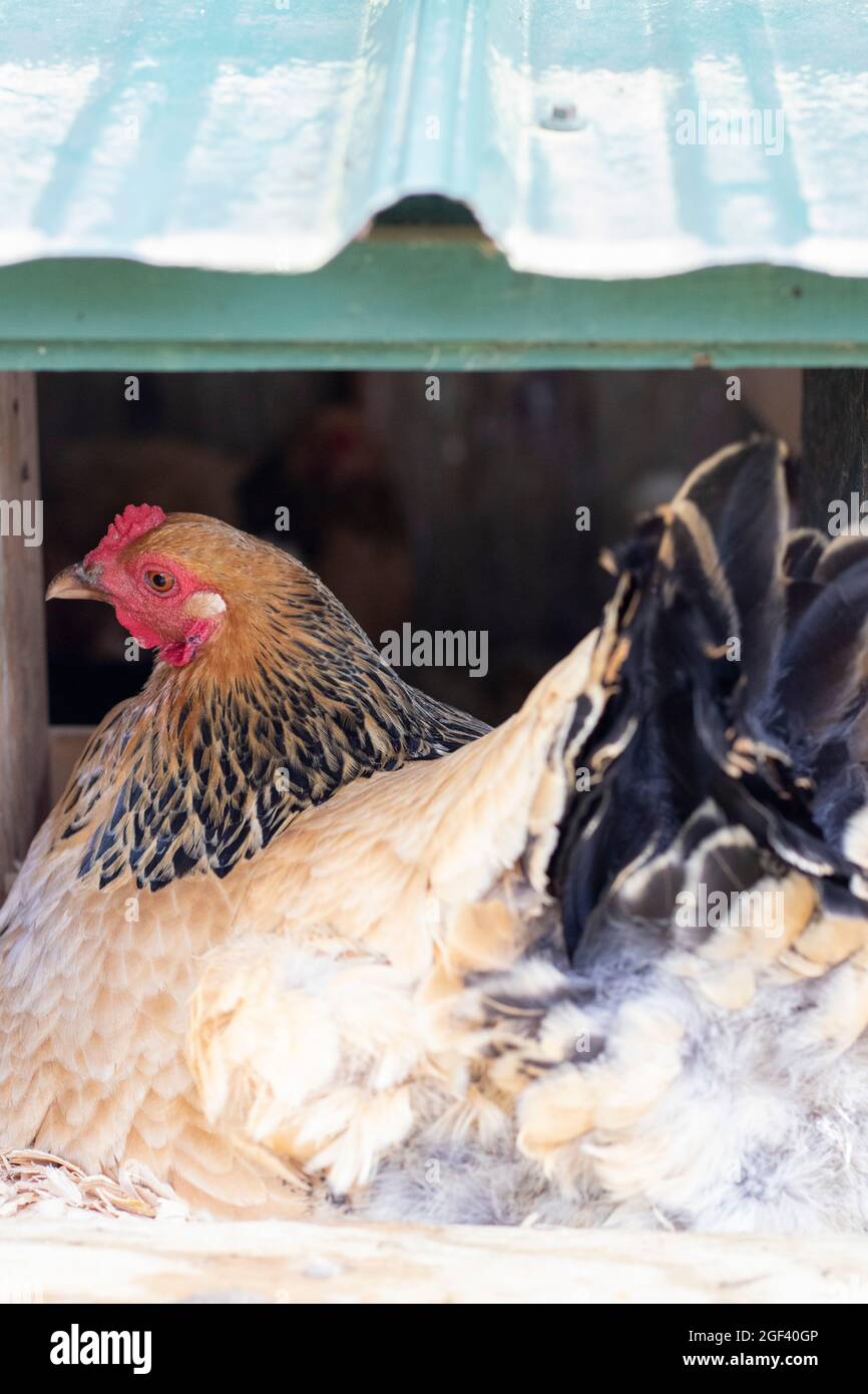 Freilandhühner oder Hühner, die Eier legen und in ihrem Coop nisten Stockfoto