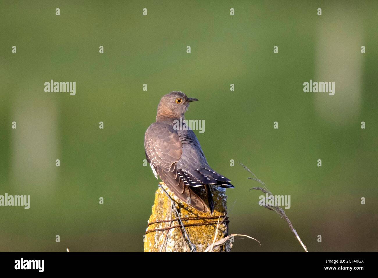 Gemeinsamen Kuckuck (Cuculus Canorus) Stockfoto