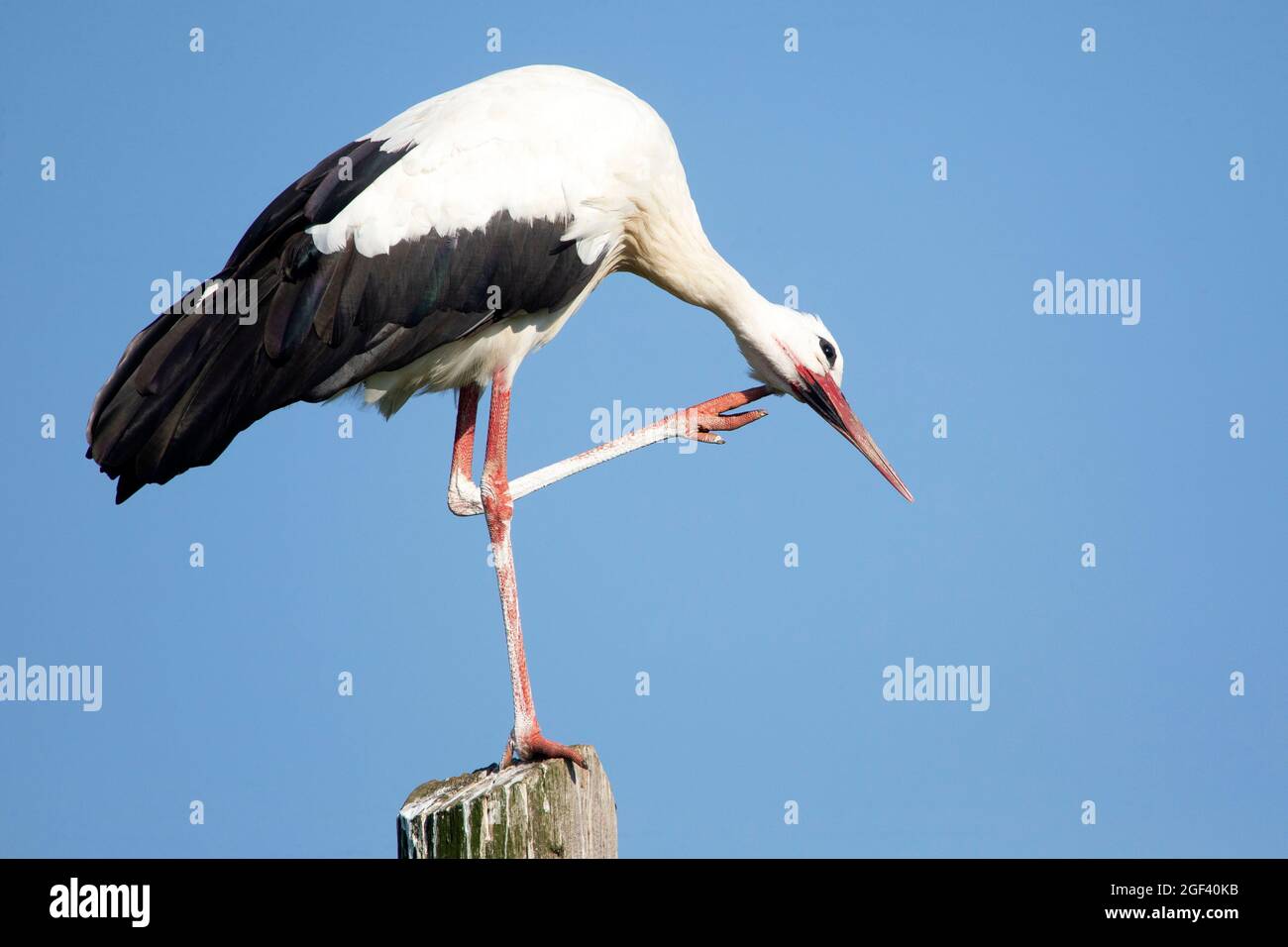 Weißer Storch, der auf einem Haufen sitzt Stockfoto