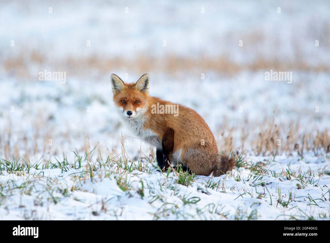 Rotfuchs sitzt im Schnee Stockfoto