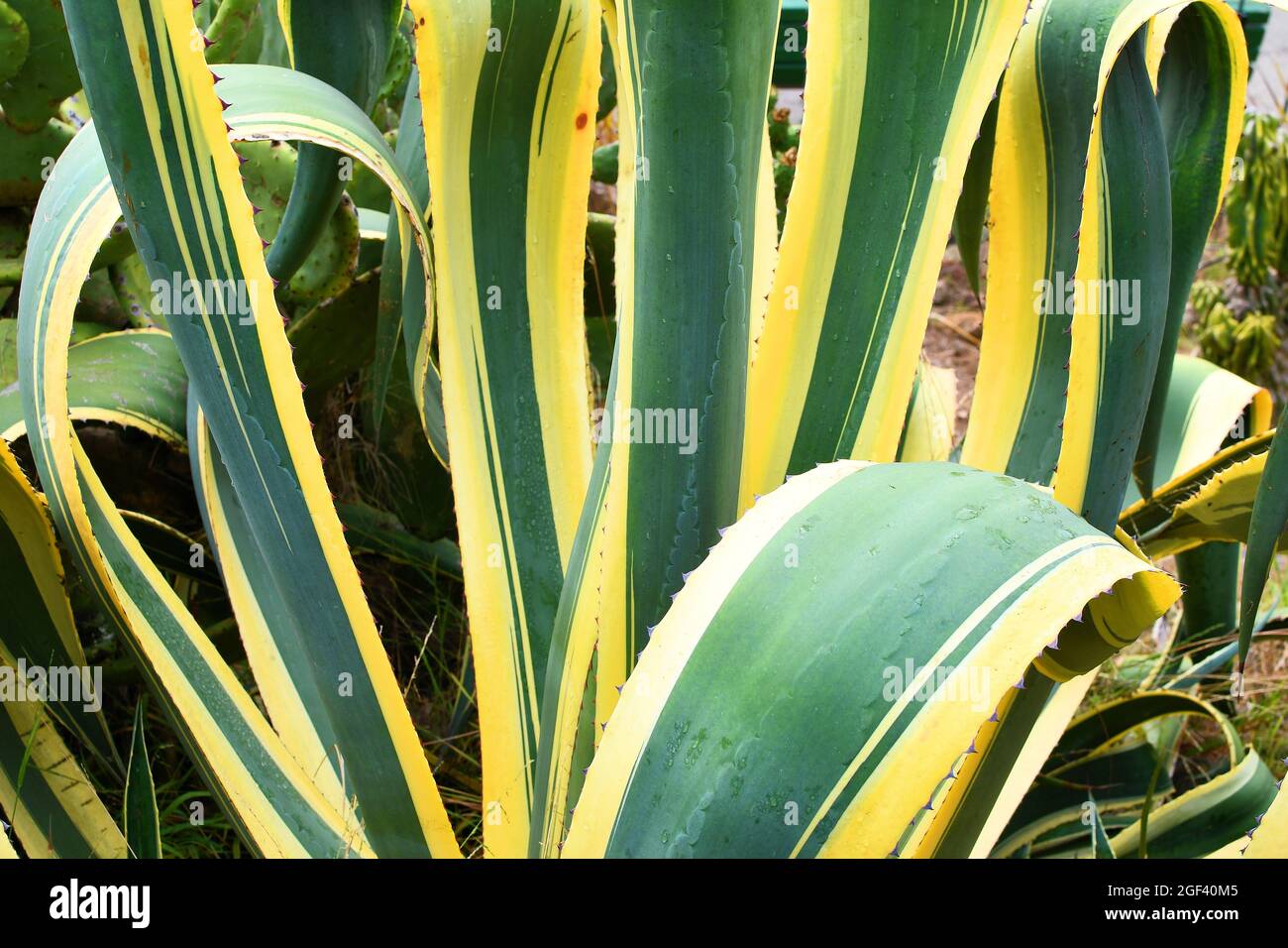 Nahaufnahme der Agave americana marginata-Bltter; grne Bltter mit gelben  Streifen an den Rndern jedes Blattes Stockfotografie - Alamy