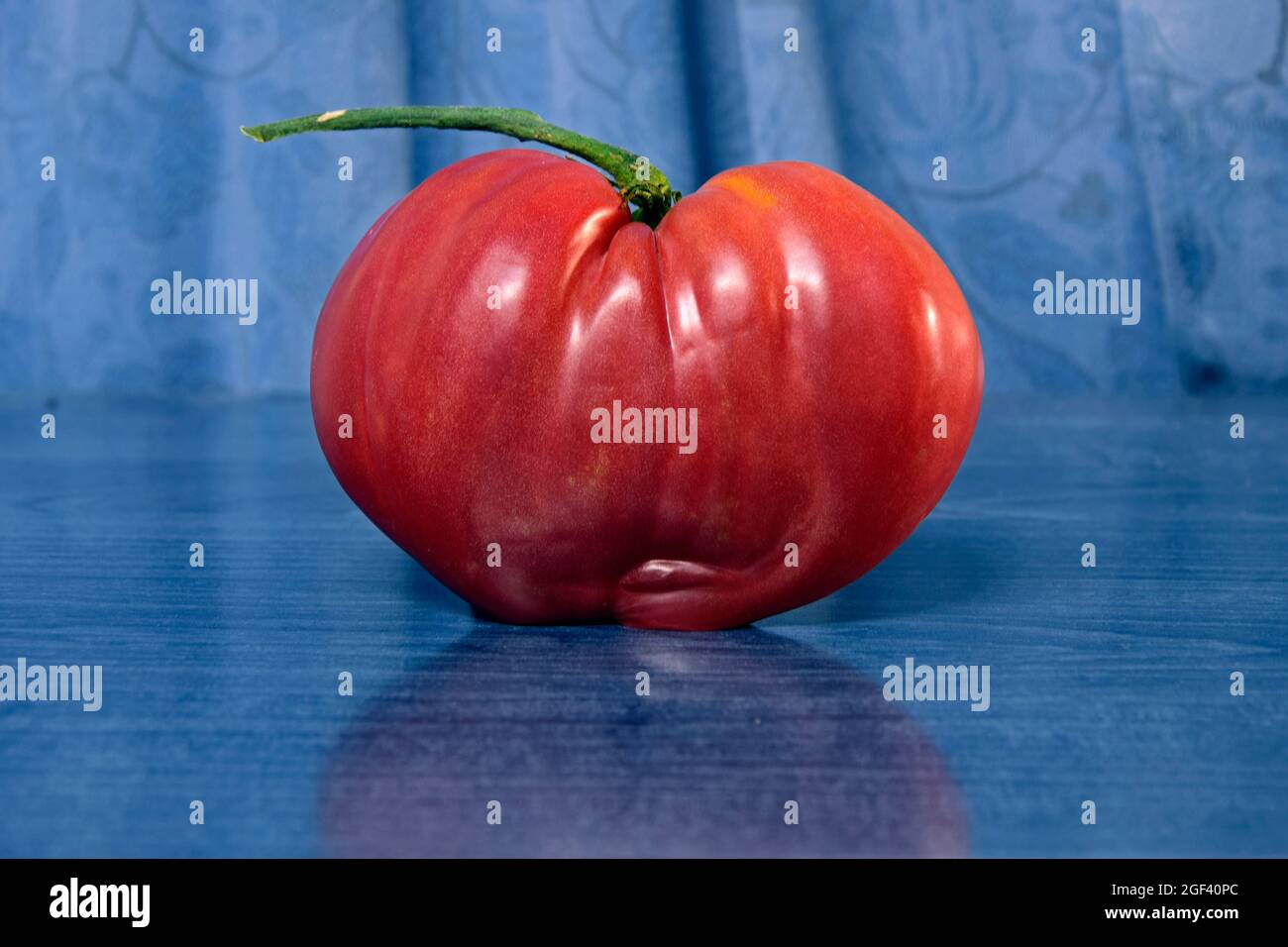 Glänzend, rot eine reife herzförmige Tomate mit grünem Stiel in hellblauem Hintergrund, Nahaufnahme Stockfoto