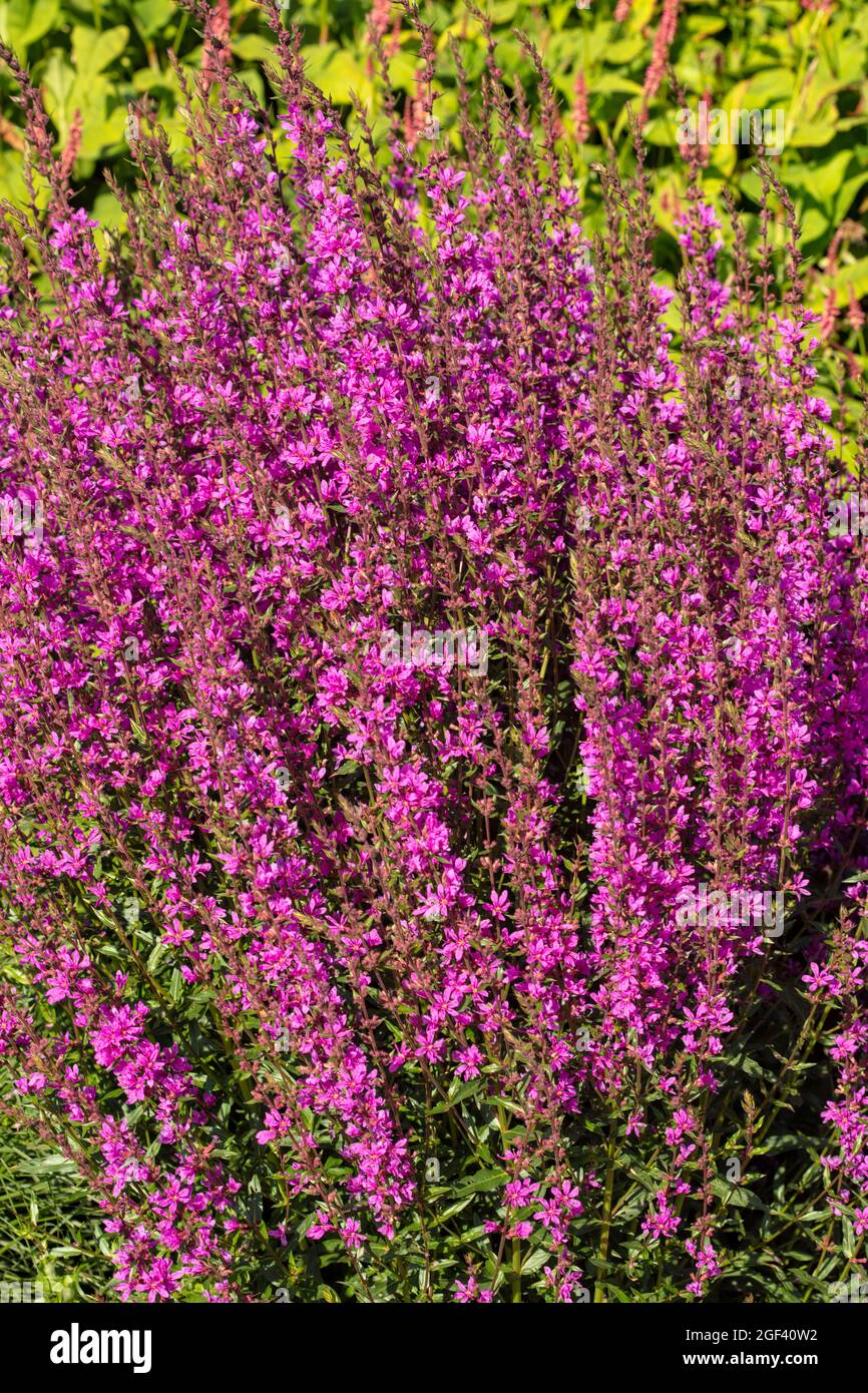 Dynamisches Lythrum virgatum 'Dropmore Purple', Zauberstab loosestrife 'Dropmore Purple', natürliches Pflanzenportrait Stockfoto