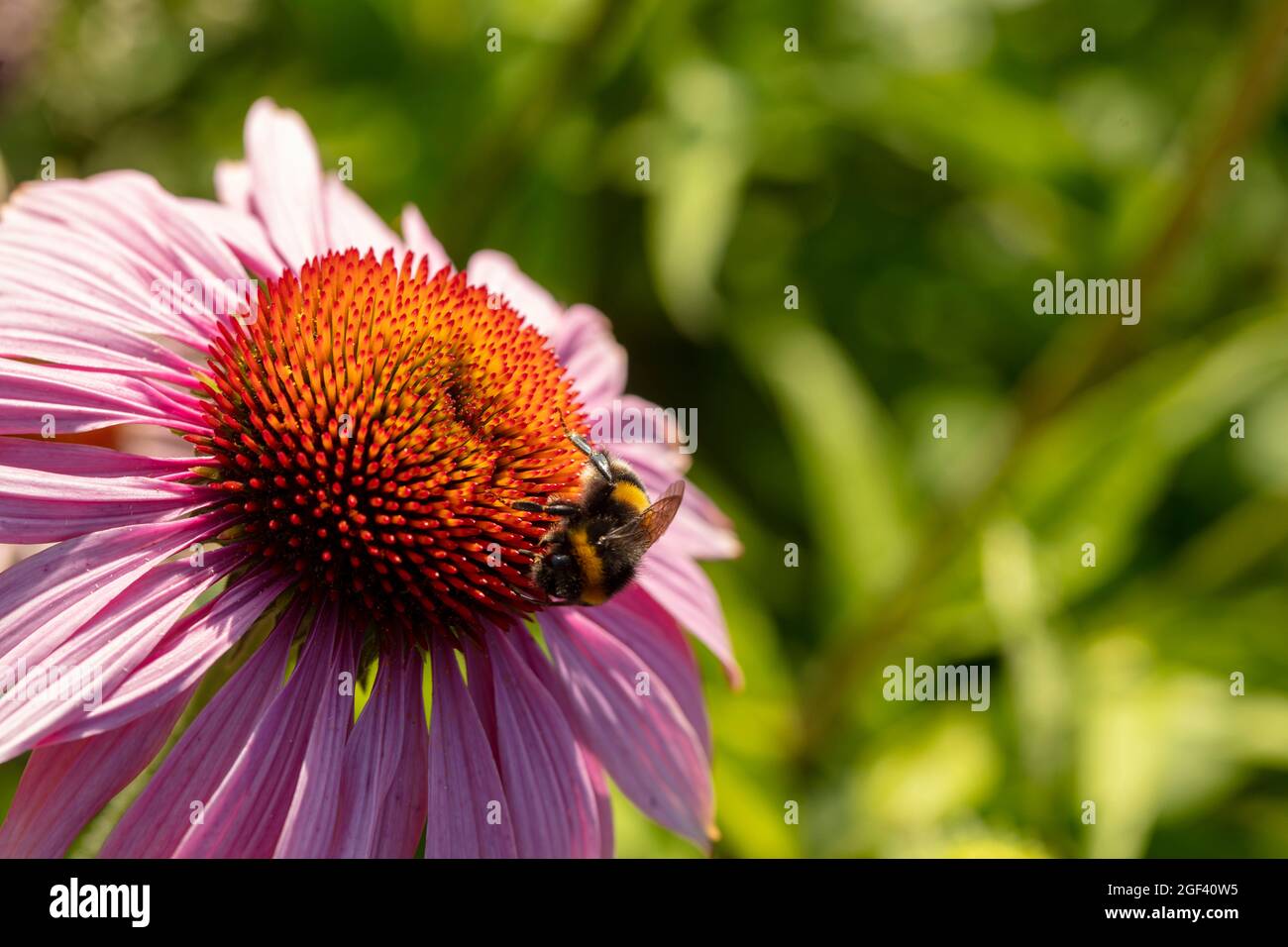 Herausragende Echinacea purpurea ‘Rubinstern’, purpurrote Koneblume ‘Rubinstern’, Koneblume „Rubinstern“, die im Sonnenschein blüht. Natürliches Pflanzenportrait Stockfoto