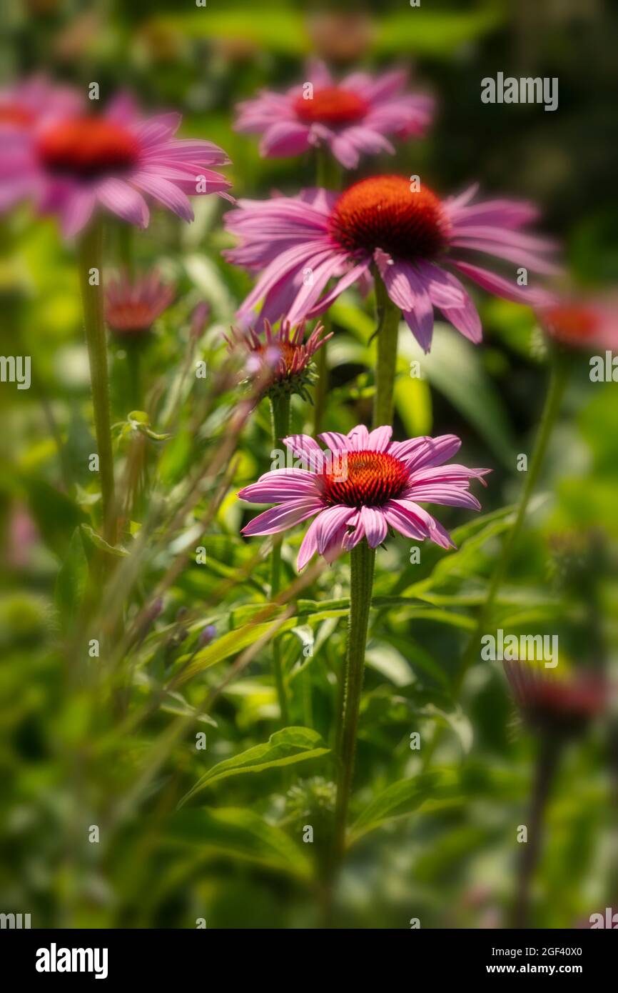 Herausragende Echinacea purpurea ‘Rubinstern’, purpurrote Koneblume ‘Rubinstern’, Koneblume „Rubinstern“, die im Sonnenschein blüht. Natürliches Pflanzenportrait Stockfoto