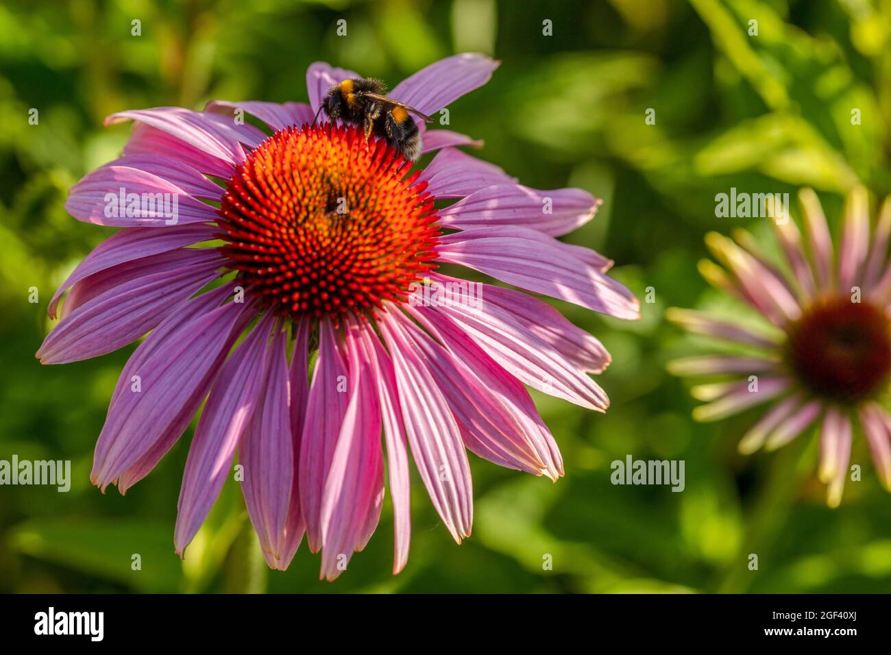 Herausragende Echinacea purpurea ‘Rubinstern’, purpurrote Koneblume ‘Rubinstern’, Koneblume „Rubinstern“, die im Sonnenschein blüht. Natürliches Pflanzenportrait Stockfoto