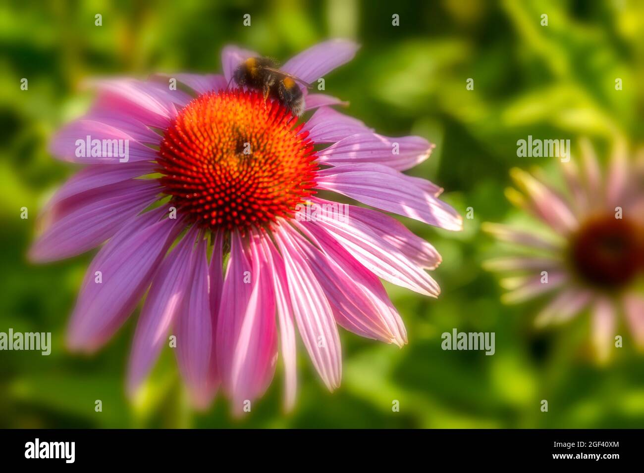 Herausragende Echinacea purpurea ‘Rubinstern’, purpurrote Koneblume ‘Rubinstern’, Koneblume „Rubinstern“, die im Sonnenschein blüht. Natürliches Pflanzenportrait Stockfoto