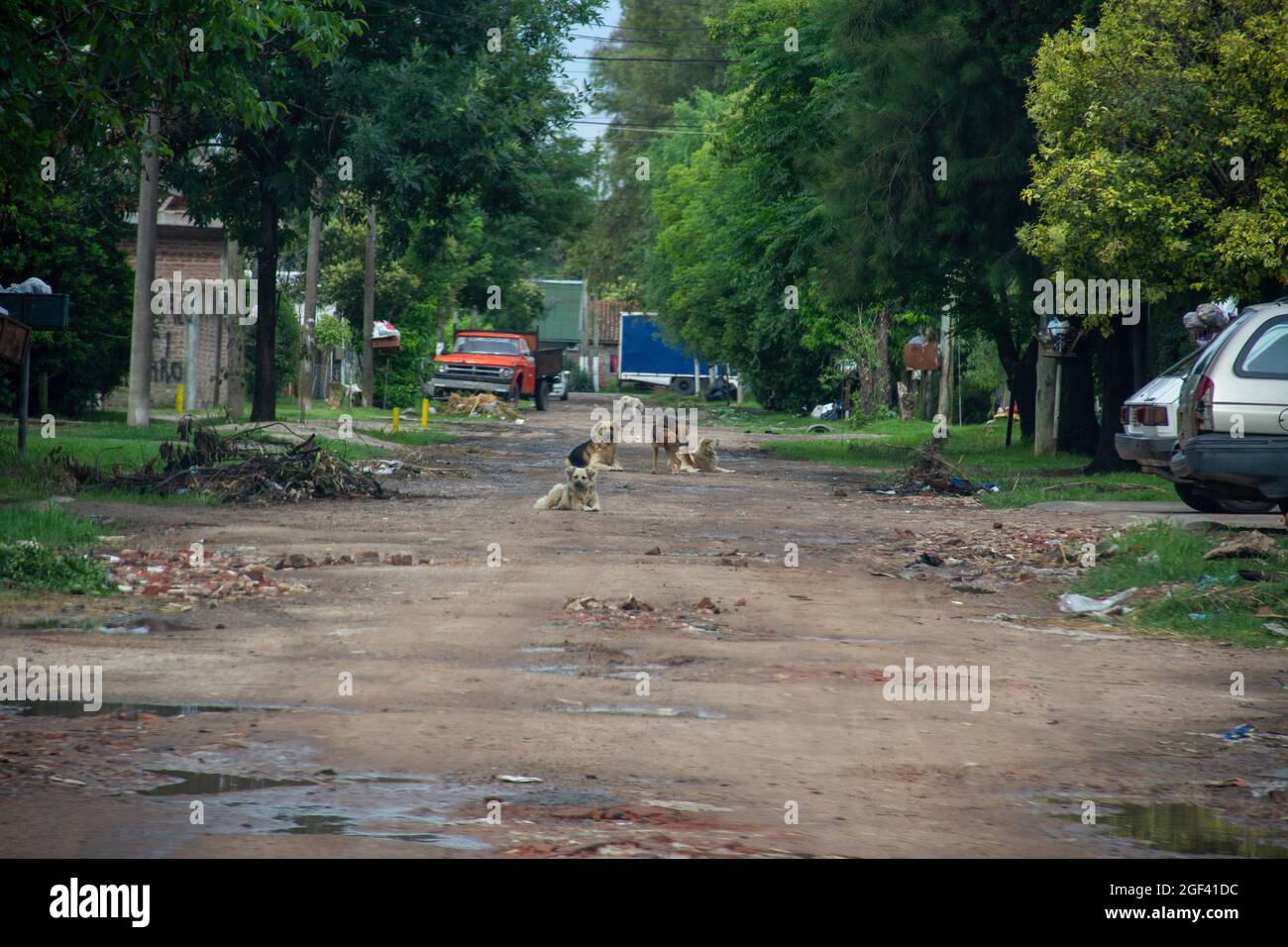 Alte Dorfstraße mit vier Hunden, die darauf sitzen Stockfoto