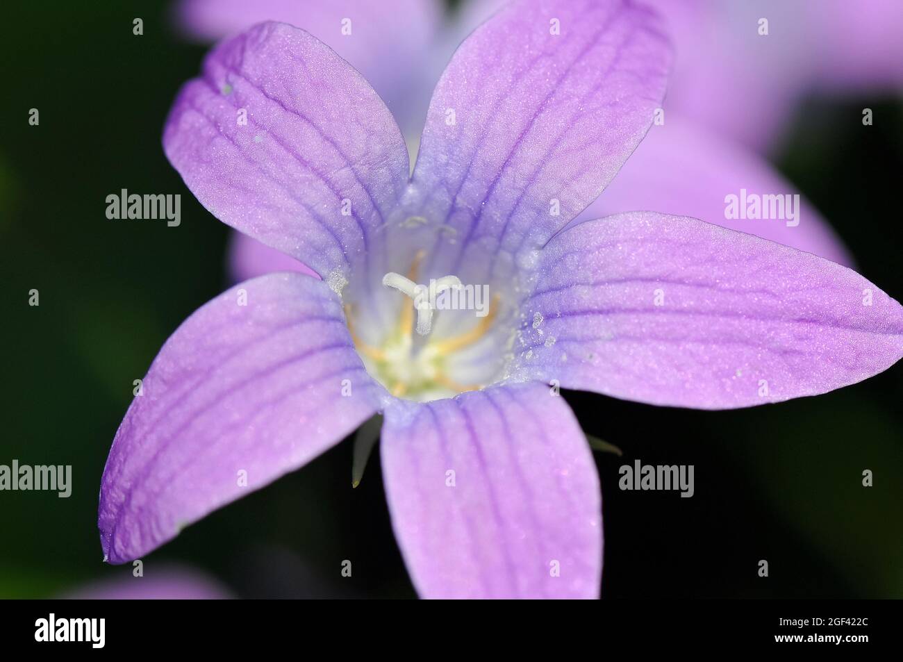 Glockenblume, Wiesen-Glockenblume, Campanula patula, terebélyes harangvirág, Őrség, Ungarn, Magyarország, Europa Stockfoto