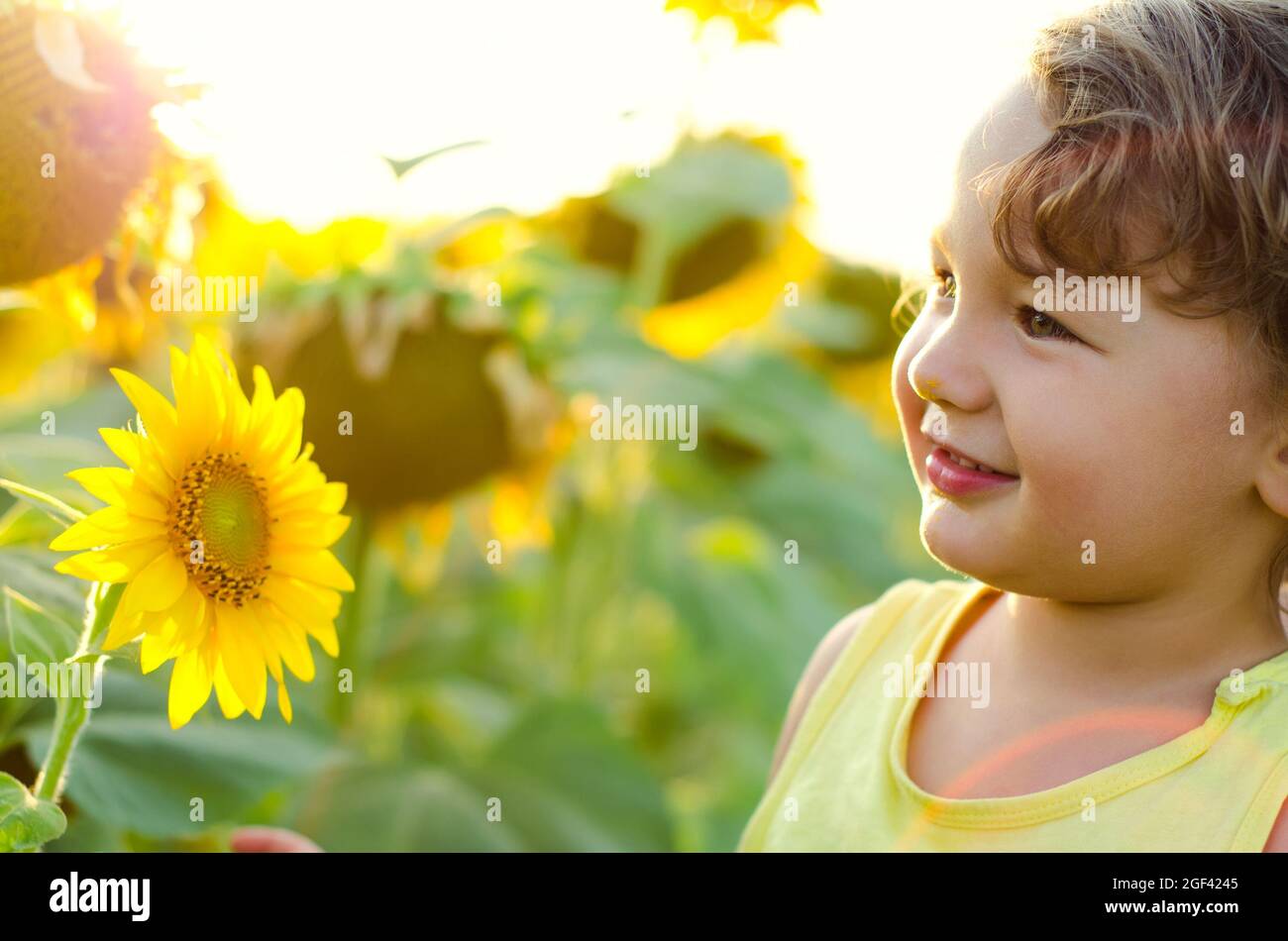 Kleiner Junge schnüffelt eine Sonnenblume Stockfoto