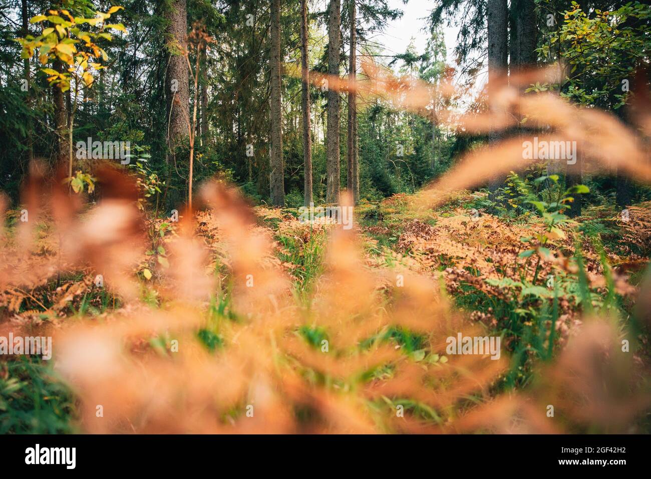 Pinien Trunks. Wälder Im Nadelwald. Autumn Pinewood, Evergreen Pines. Schönheit in der Natur, Blick aus Farnblättern. Stockfoto