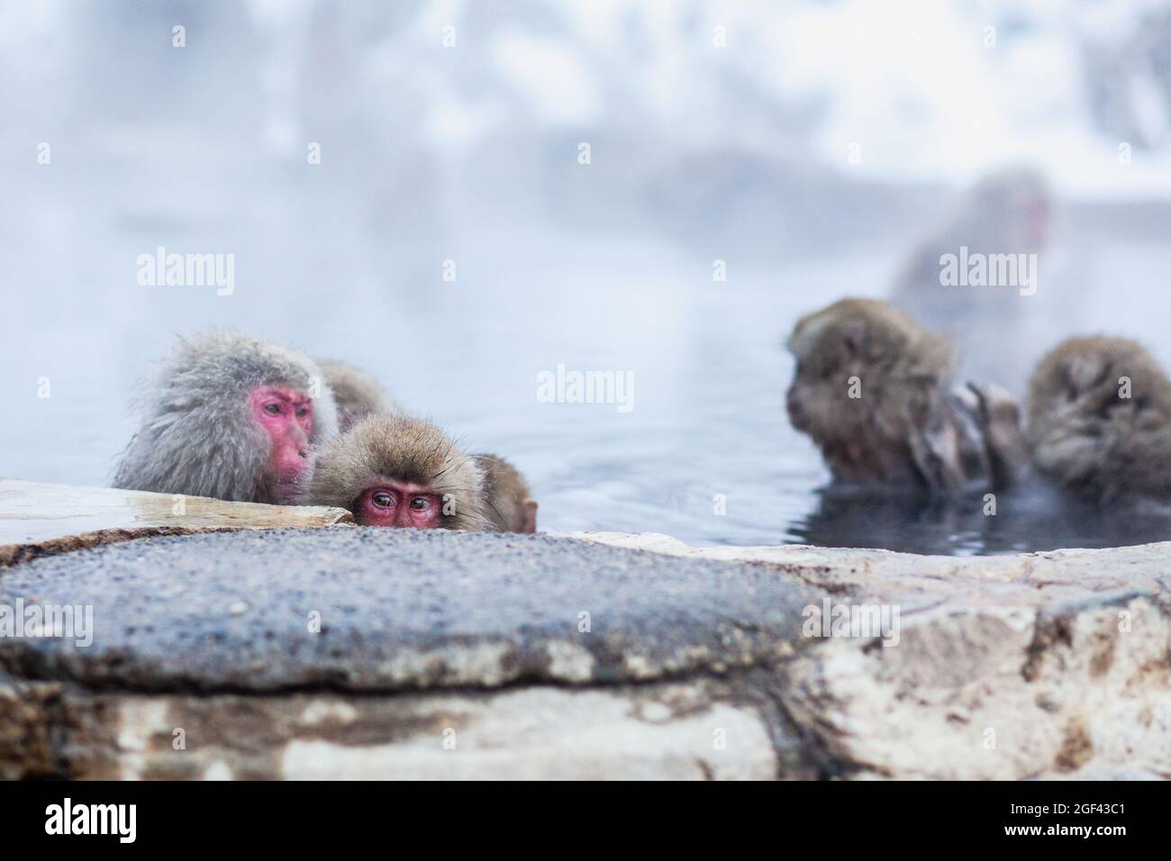 Japanische Schneemaffen, die im heißen Quellwasser baden Stockfoto