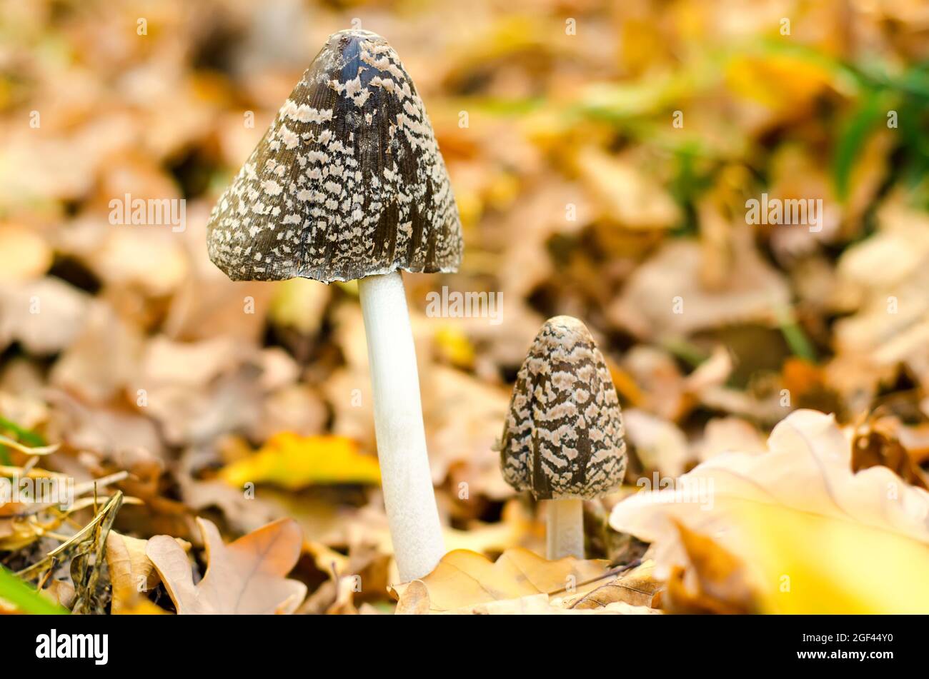 amanita wachsen im Herbstwald Stockfoto