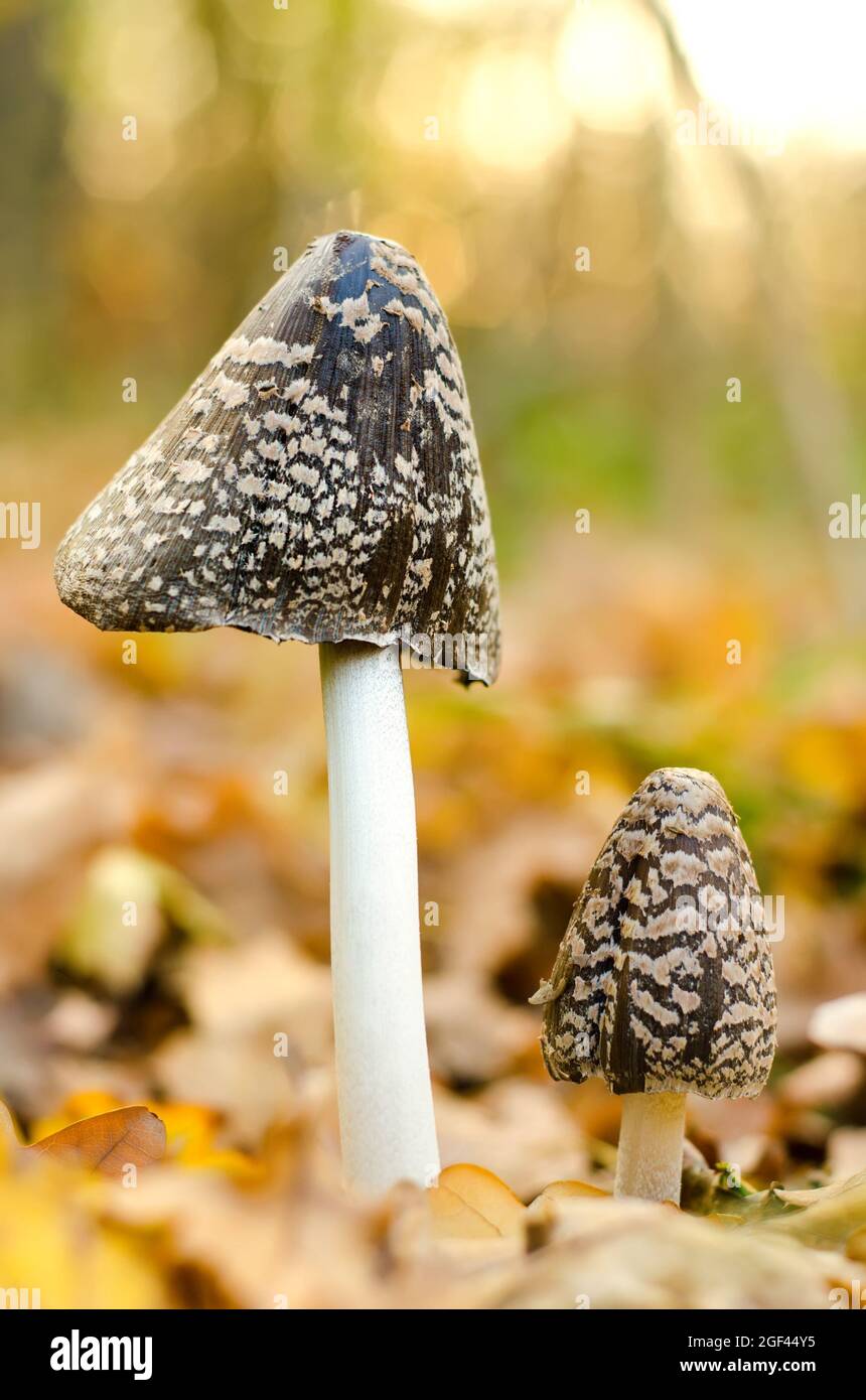 amanita wachsen im Herbstwald Stockfoto