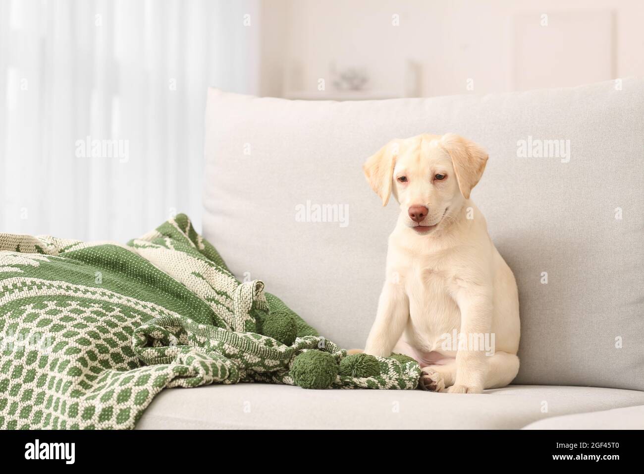 Niedlicher Labrador-Welpe auf dem Sofa zu Hause Stockfotografie - Alamy