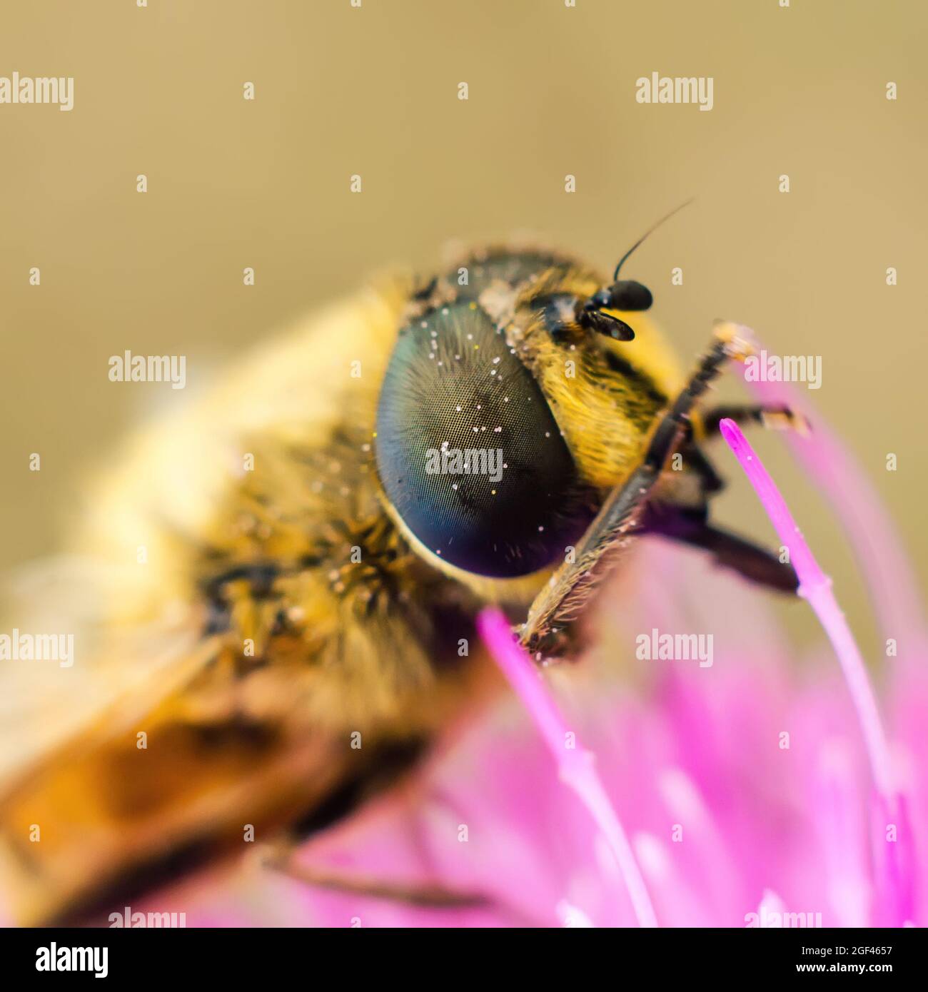 Schwebeflug auf einem Blumenmakro aus der Nähe Stockfoto