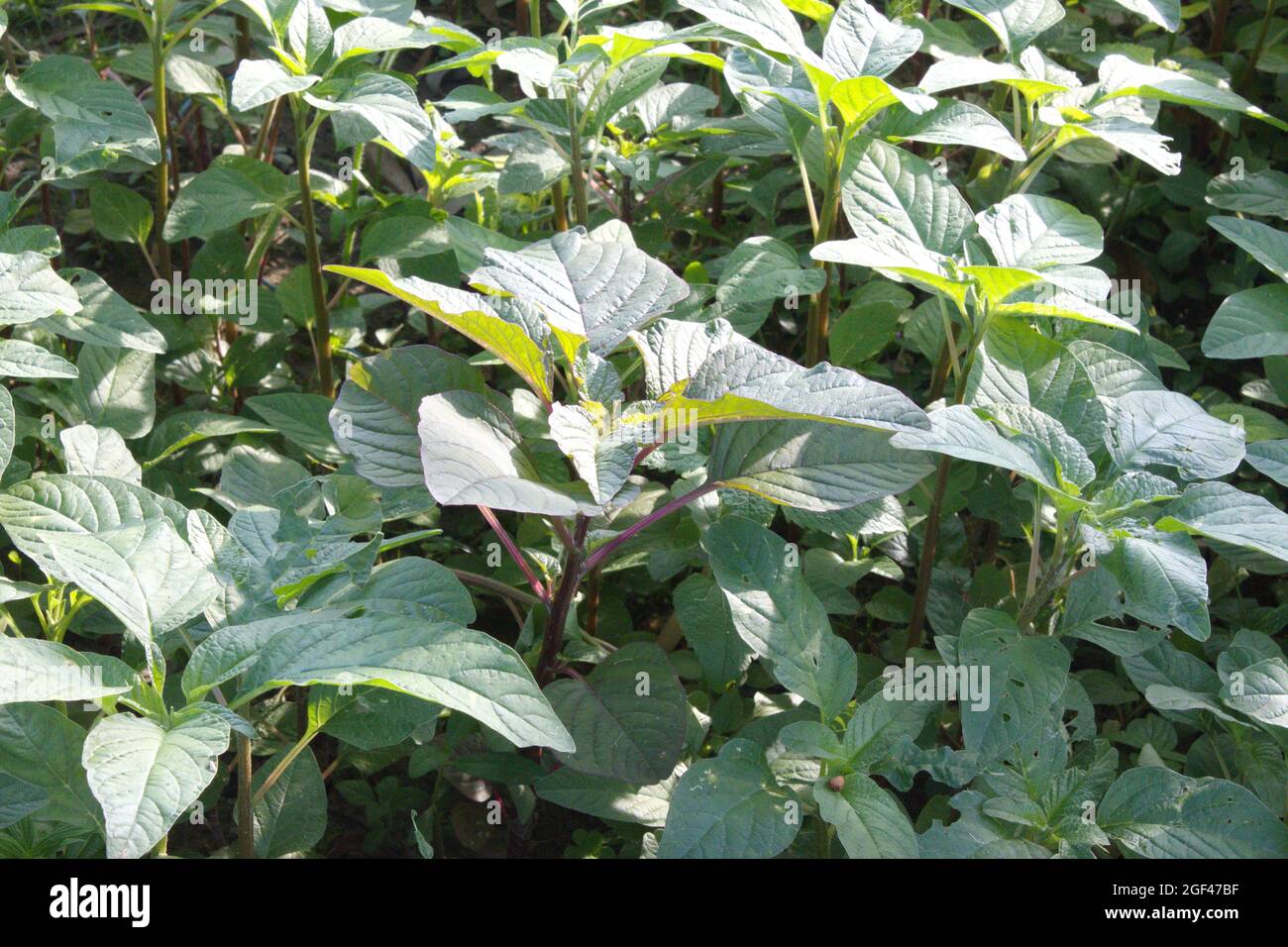 Gurke oder Magnolia Acuminata Stockfoto