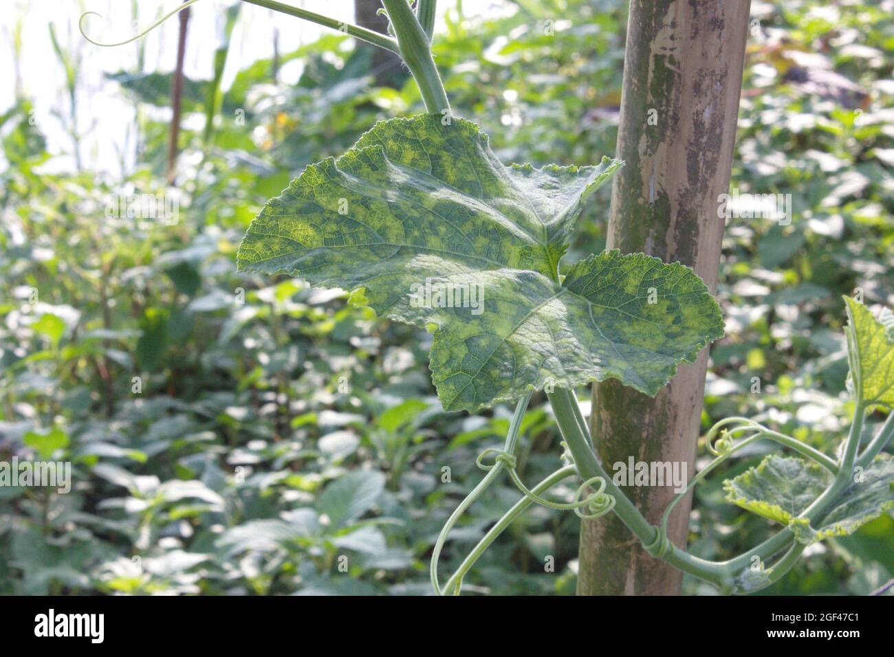 Ash Gourd oder Winter Melon Stockfoto