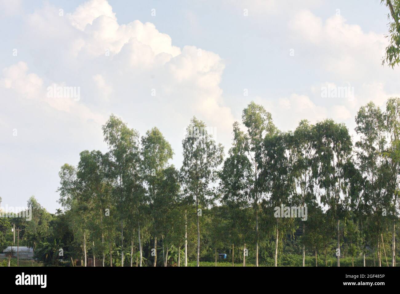 Schönheit der Natur Stockfoto