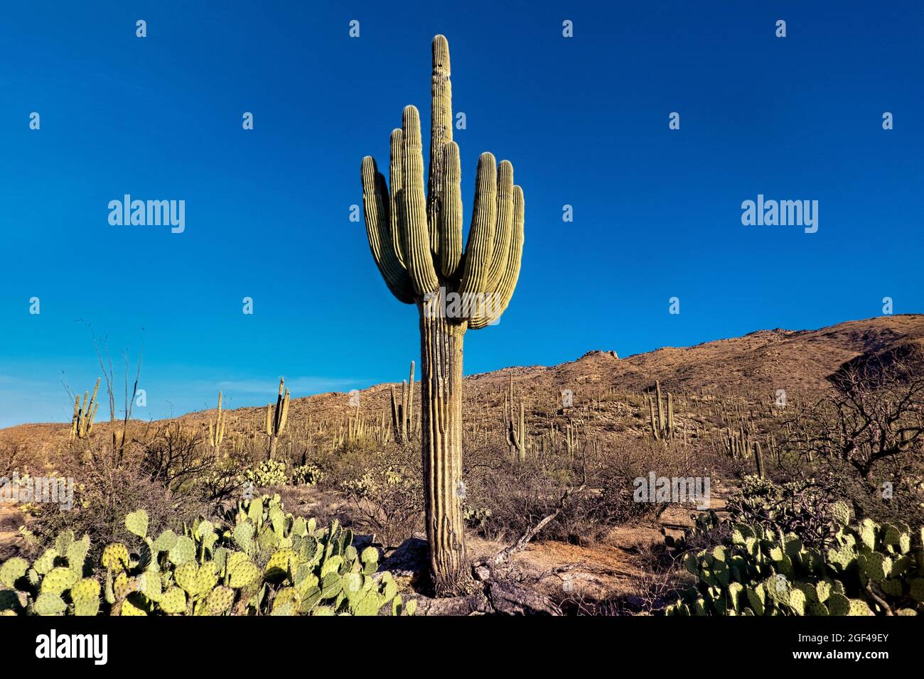 Der höchste Kaktus von worldâ, der saguaro, Arizona Trail, Saguaro National Park, Arizona, U. S. A. Stockfoto