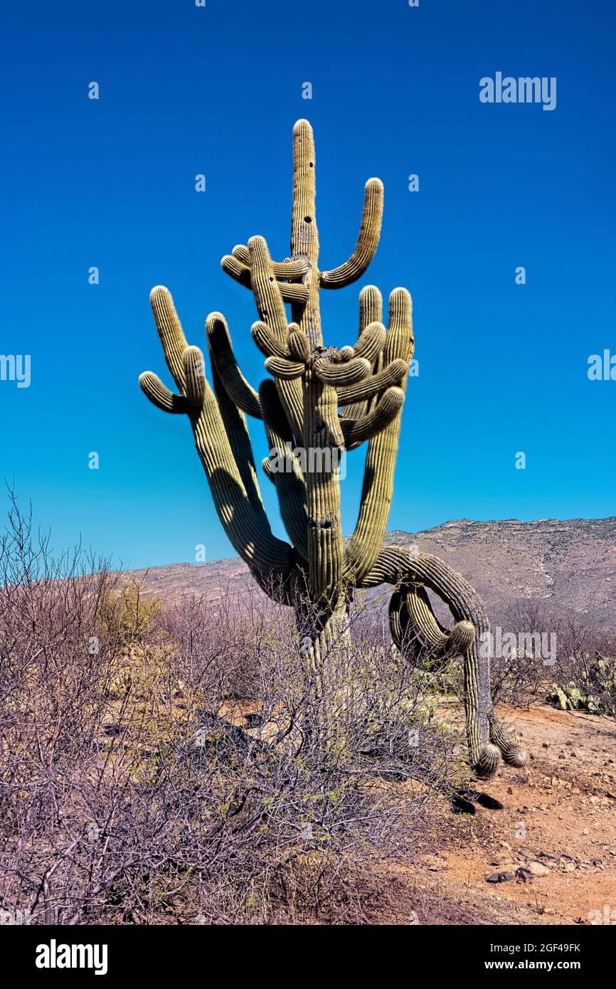 Der höchste Kaktus von worldâ, der saguaro, Arizona Trail, Saguaro National Park, Arizona, U. S. A. Stockfoto
