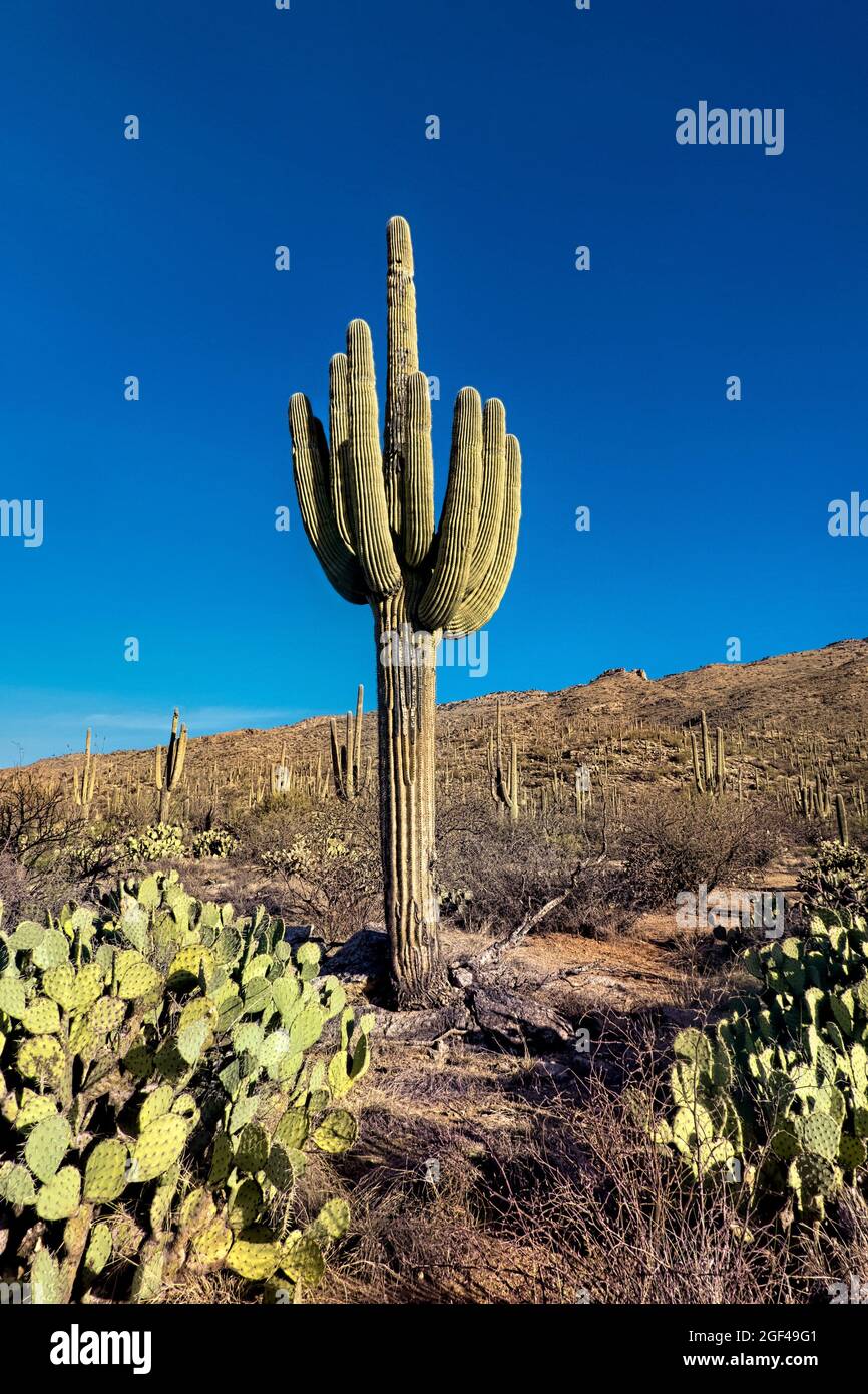 Der höchste Kaktus von worldâ, der saguaro, Arizona Trail, Saguaro National Park, Arizona, U. S. A. Stockfoto