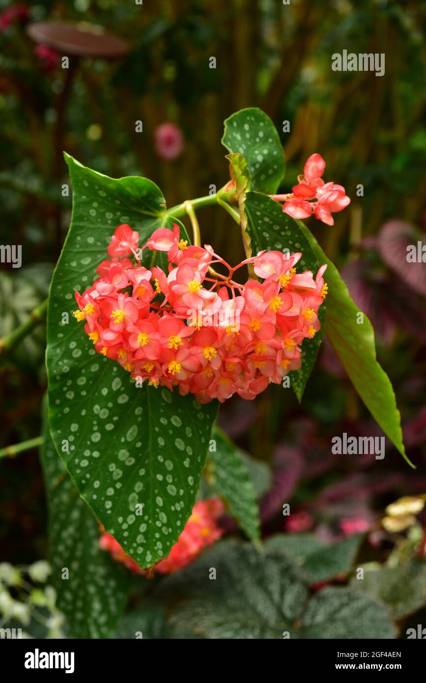 Die scharlachrote Begonia (Begonia coccinea) ist eine Zierpflanze aus