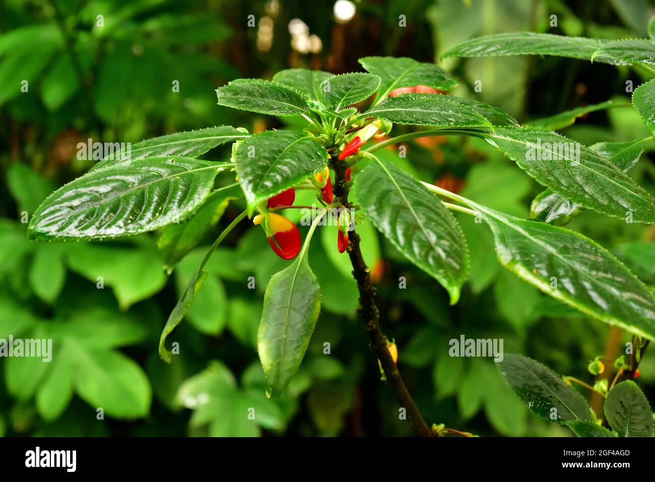 Kongo-Kakadu oder Papageienpflanze (Impatiens niamniamensis) ist eine mehrjährige Pflanze, die im tropischen Afrika beheimatet ist. Stockfoto