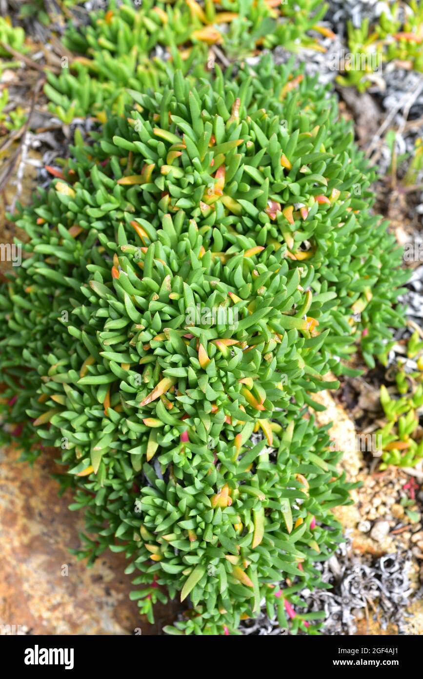 Der Sternenteppich (Ruschia lineolata) ist eine sukkkkkenzlige Pflanze, die im südlichen Afrika beheimatet ist. Stockfoto