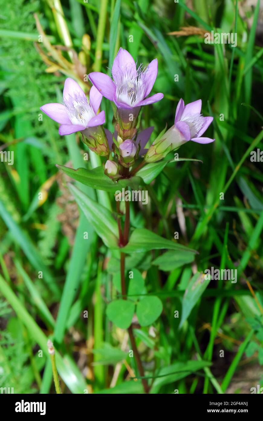 Chiltern gentian, Deutsche Fränkisch, Deutscher Kranzenzian, Wettstein-tárnicska, Gentiana germanica, Alpen, Europa Stockfoto